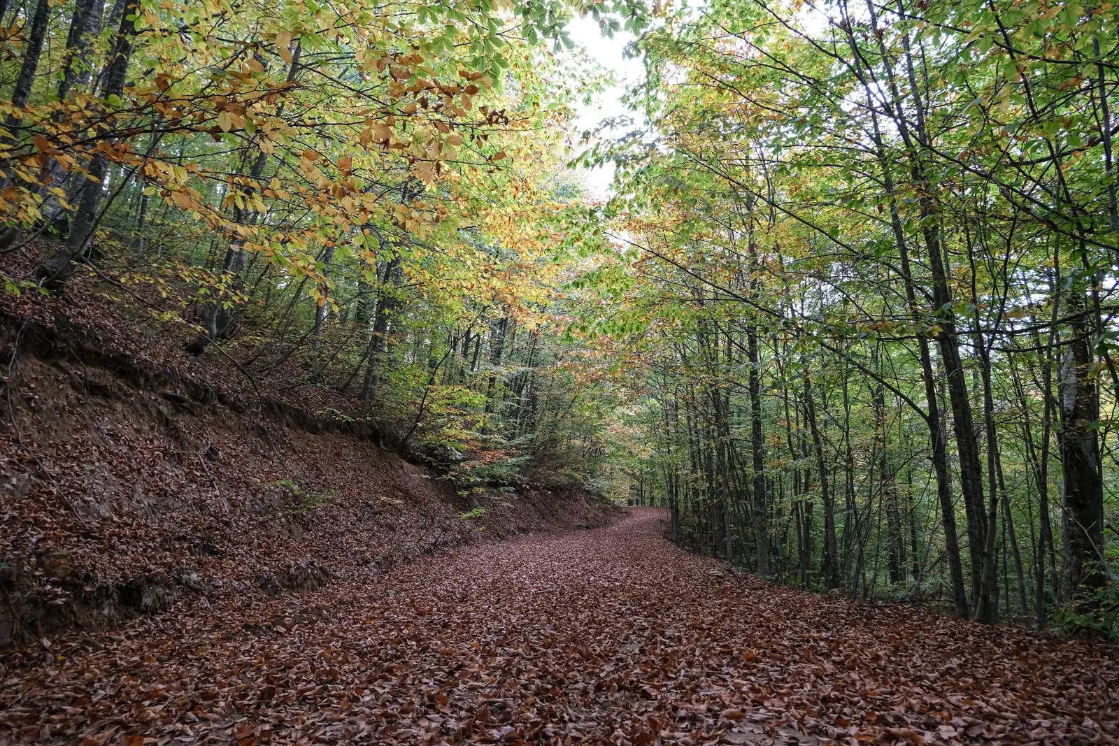 Leaf-covered forest path in the Montseny
