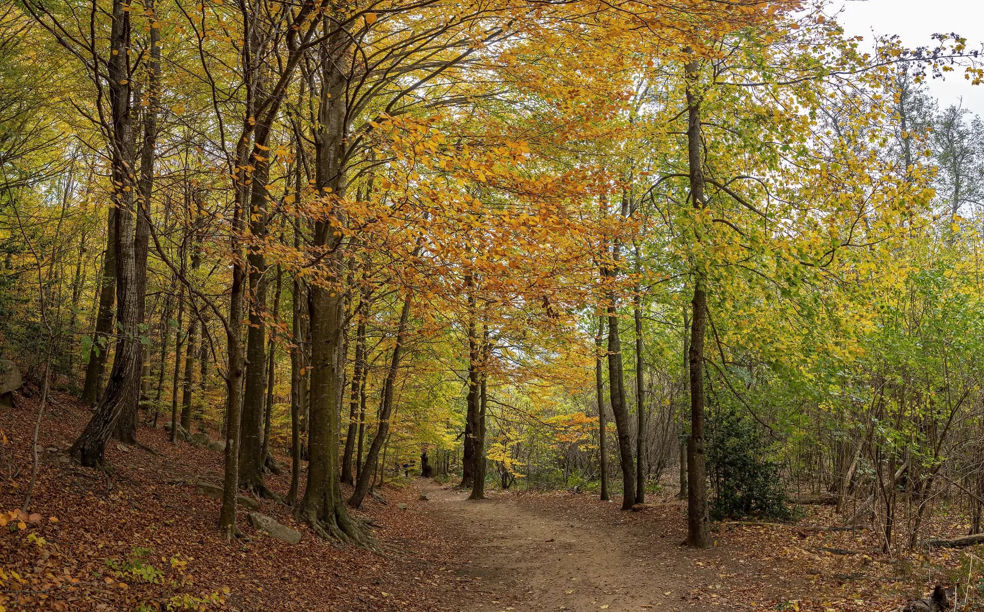 Autumn path beneath the trees in the Montseny